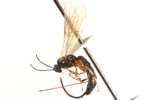  (Scambus planatus - CNCHYM 09873)  @11 [ ] CreativeCommons - Attribution (2012) CNC/CBG Photography Group Centre for Biodiversity Genomics