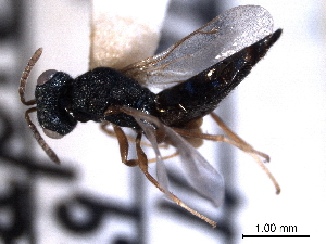  (Oxysychus facialis - CNCHYM 016705)  @11 [ ] CreativeCommons - Attribution (2012) CNC/CBG Photography Group Centre for Biodiversity Genomics