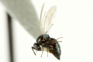  ( - CNCHYM 10376)  @11 [ ] CreativeCommons - Attribution (2012) CBG Photography Group Centre for Biodiversity Genomics
