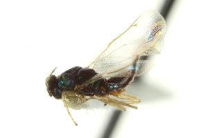  ( - CNCHYM 10444)  @11 [ ] CreativeCommons - Attribution (2012) CBG Photography Group Centre for Biodiversity Genomics