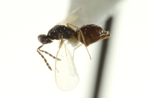  ( - CNCHYM 10448)  @11 [ ] CreativeCommons - Attribution (2012) CBG Photography Group Centre for Biodiversity Genomics