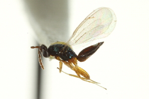 ( - CNCHYM 10449)  @11 [ ] CreativeCommons - Attribution (2012) CBG Photography Group Centre for Biodiversity Genomics