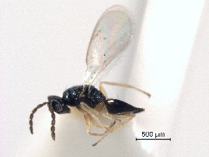  ( - CNCHYM 10450)  @11 [ ] CreativeCommons - Attribution (2012) CBG Photography Group Centre for Biodiversity Genomics
