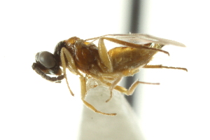  ( - CNCHYM 10473)  @11 [ ] CreativeCommons - Attribution (2012) CBG Photography Group Centre for Biodiversity Genomics