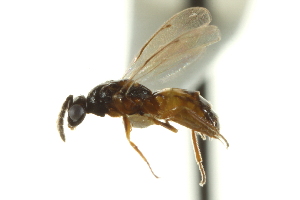  ( - CNCHYM 10475)  @11 [ ] CreativeCommons - Attribution (2012) CBG Photography Group Centre for Biodiversity Genomics