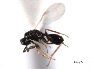  (Asaphes petiolatus - CNCHYM 10526)  @11 [ ] CreativeCommons - Attribution (2012) CNC/CBG Photography Group Centre for Biodiversity Genomics