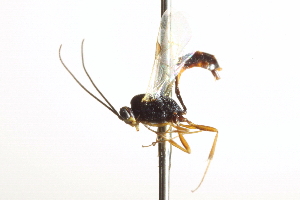  ( - CNCHYM 012462)  @11 [ ] CreativeCommons - Attribution (2012) CNC/CBG Photography Group Centre for Biodiversity Genomics
