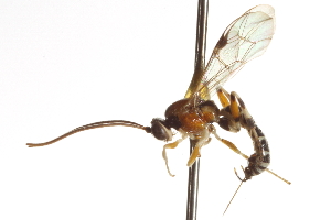  ( - CNCHYM 013578)  @11 [ ] CreativeCommons - Attribution (2012) CNC/CBG Photography Group Centre for Biodiversity Genomics