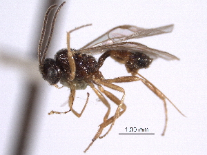  (Orthopelma ovale - CNCHYM 013607)  @11 [ ] CreativeCommons - Attribution (2012) CNC/CBG Photography Group Centre for Biodiversity Genomics