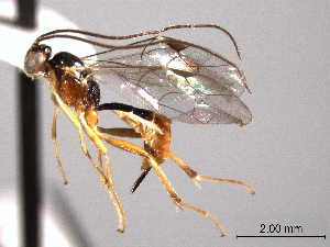  ( - CNCHYM 016482)  @12 [ ] CreativeCommons - Attribution (2012) CNC/CBG Photography Group Centre for Biodiversity Genomics