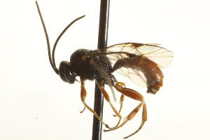  ( - CNCHYM 017563)  @12 [ ] CreativeCommons - Attribution (2012) CNC/CBG Photography Group Centre for Biodiversity Genomics