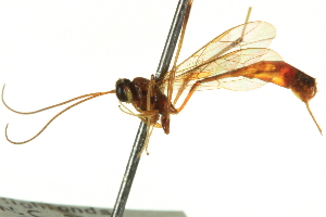 ( - CNCHYM 012785)  @11 [ ] CreativeCommons - Attribution (2012) CNC/CBG Photography Group Centre for Biodiversity Genomics
