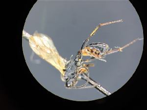  ( - CNC1160861)  @11 [ ] CreativeCommons - Attribution (2019) Her Majesty the Queen in Right of Canada Canadian National Collection of Insects, Arachnids and Nematodes