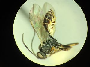  ( - CNC1160862)  @11 [ ] CreativeCommons - Attribution (2019) Her Majesty the Queen in Right of Canada Canadian National Collection of Insects, Arachnids and Nematodes