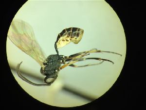  ( - CNC1160863)  @11 [ ] CreativeCommons - Attribution (2019) Her Majesty the Queen in Right of Canada Canadian National Collection of Insects, Arachnids and Nematodes