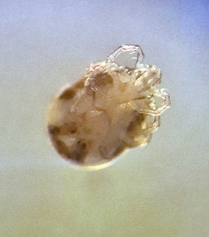  ( - CCDB-44301-C04)  @11 [ ] CreativeCommons - Attribution Share-Alike (2023) Unspecified University of Montenegro, Faculty of Sciences and Mathematics, Department of Biology, Podgorica