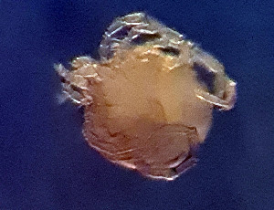  (Aturus asserculatus - CCDB_39397_F03)  @11 [ ] CreativeCommons - Attribution Share-Alike (2022) Unspecified University of Montenegro, Faculty of Sciences and Mathematics, Department of Biology, Podgorica