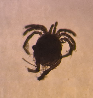  ( - CCDB_39398_E06)  @11 [ ] CreativeCommons - Attribution Share-Alike (2022) Unspecified University of Montenegro, Faculty of Sciences and Mathematics, Department of Biology, Podgorica