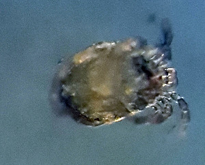  ( - CCDB_39398_C04)  @11 [ ] CreativeCommons - Attribution Share-Alike (2022) Unspecified University of Montenegro, Faculty of Sciences and Mathematics, Department of Biology, Podgorica