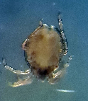  ( - CCDB_39398_F05)  @11 [ ] CreativeCommons - Attribution Share-Alike (2022) Unspecified University of Montenegro, Faculty of Sciences and Mathematics, Department of Biology, Podgorica