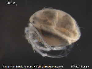  (Oxus longisetus - HYDCA41)  @13 [ ] CreativeCommons - Attribution Non-Commercial Share-Alike (2015) NTNU University Museum, Department of Natural History NTNU University Museum, Department of Natural History