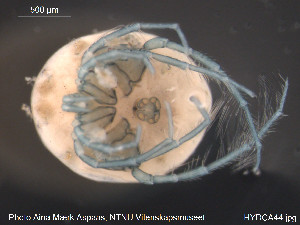  ( - HYDCA44)  @13 [ ] CreativeCommons - Attribution Non-Commercial Share-Alike (2015) NTNU University Museum, Department of Natural History NTNU University Museum, Department of Natural History