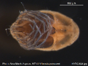  (Oxus ovalis - HYDCA64)  @13 [ ] CreativeCommons - Attribution Non-Commercial Share-Alike (2015) NTNU University Museum, Department of Natural History NTNU University Museum, Department of Natural History