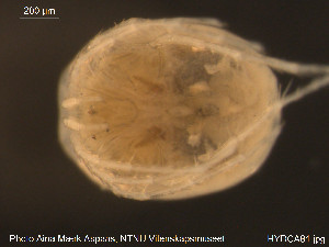  ( - HYDCA81)  @12 [ ] CreativeCommons - Attribution Non-Commercial Share-Alike (2015) NTNU University Museum, Department of Natural History NTNU University Museum, Department of Natural History