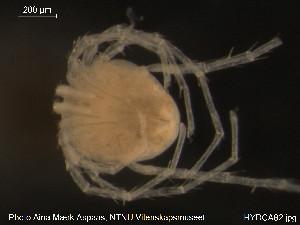  ( - HYDCA82)  @12 [ ] CreativeCommons - Attribution Non-Commercial Share-Alike (2015) NTNU University Museum, Department of Natural History NTNU University Museum, Department of Natural History