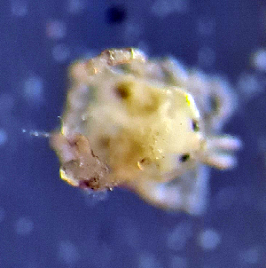  ( - CCDB_39399_D05)  @11 [ ] CreativeCommons - Attribution Share-Alike (2023) Unspecified University of Montenegro, Faculty of Sciences and Mathematics, Department of Biology, Podgorica