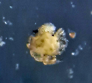  ( - CCDB_39399_E03)  @11 [ ] CreativeCommons - Attribution Share-Alike (2023) Unspecified University of Montenegro, Faculty of Sciences and Mathematics, Department of Biology, Podgorica