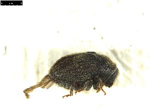  ( - 131518)  @11 [ ] CreativeCommons - Attribution Share-Alike (2025) Mignan Aurore INRAE, URZF