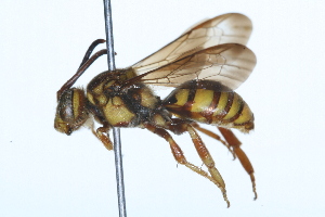  ( - 09BBHYM-118)  @13 [ ] CreativeCommons - Attribution (2009) CBG Photography Group Centre for Biodiversity Genomics