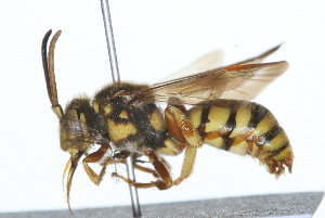  ( - 09BBHYM-119)  @13 [ ] CreativeCommons - Attribution (2009) CBG Photography Group Centre for Biodiversity Genomics