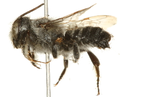  (Megachile pankus - 09BBHYM-1166)  @14 [ ] CreativeCommons - Attribution (2010) CBG Photography Group Centre for Biodiversity Genomics