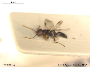  ( - HYMNI314)  @11 [ ] CreativeCommons - Attribution Non-Commercial Share-Alike (2014) Arnstein Staverlokk Norwegian Institute of Nature Research