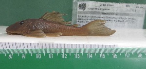  (Hypostomus sp. n - HypBA1644)  @11 [ ] CreativeCommons - Attribution Share-Alike (2015) Unspecified Southwest Bahia State University