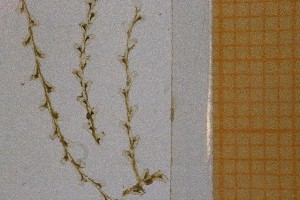  ( - HYBNO_009)  @11 [ ] CreativeCommons - Attribution Non-Commercial Share-Alike (2017) Luis Martell University Museum of Bergen, Natural History Collections