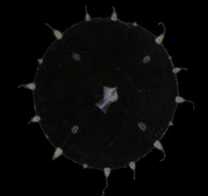  ( - HYPNO_177)  @11 [ ] CreativeCommons - Attribution Non-Commercial Share-Alike (2016) Aino Hosia University Museum of Bergen, Natural History Collections
