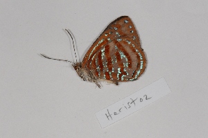  (Hypochrysops aristobul - CJM-13-2076)  @13 [ ] Copyright (2015) Chris Muller Australian Museum