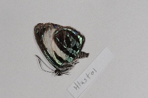  (Hypochrysops lustrare - CJM-13-2128)  @13 [ ] Copyright (2015) Chris Muller Australian Museum