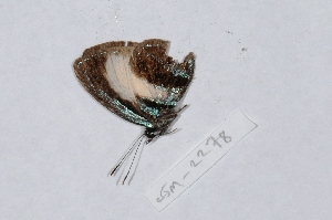  (Hypochrysops polemon - CJM-15-2278)  @13 [ ] Copyright (2015) Chris Muller Australian Museum