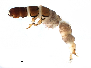 (Hydromanicus ovatus - CNCAD_0036)  @11 [ ] CreativeCommons - Attribution (2019) CBG Photography Group Centre for Biodiversity Genomics