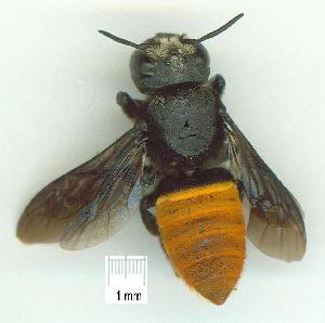  (Megachile mystaceana - gvc15862-1L)  @13 [ ] CreativeCommons - Attribution Non-Commercial (2010) Graeme V. Cocks Research Collection of Graeme V. Cocks