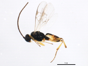  ( - gvc17196-1L)  @13 [ ] CreativeCommons - Attribution (2012) CBG Photography Group Centre for Biodiversity Genomics