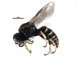  ( - CCDB-28545-C10)  @11 [ ] CreativeCommons - Attribution (2015) CBG Photography Group Centre for Biodiversity Genomics