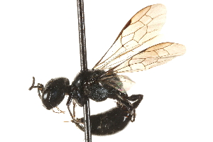  ( - CCDB-28545-D06)  @11 [ ] CreativeCommons - Attribution (2015) CBG Photography Group Centre for Biodiversity Genomics