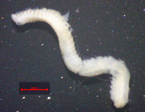  (Prionospio membranacea - OUCJ140202)  @11 [ ] CreativeCommons - Attribution Non-Commercial Share-Alike (2021) Hong Zhou Ocean University of China