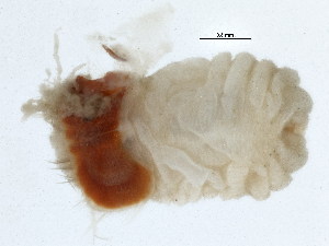  ( - BIOUG03550-G12)  @12 [ ] CreativeCommons - Attribution Non-Commercial Share-Alike (2012) College of Marine Life Science Ocean University of China