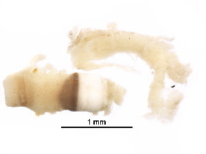  ( - BIOUG06965-H07)  @11 [ ] CreativeCommons - Attribution (2016) CBG Photography Group Centre for Biodiversity Genomics